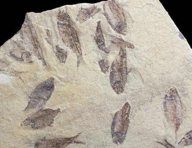 Fossil Fish (Gosiutichthys) Mortality Plate - Lake Gosiute #71793
